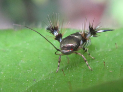 Atrijuglans hetaohei
