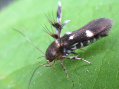 Atrijuglans hetaohei