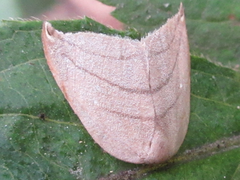 Pseudalbara parvula