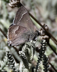 Satyrium tetra