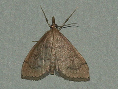 Metasia dicealis