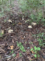Leucopaxillus cerealis