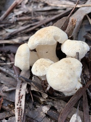 Leucopaxillus cerealis