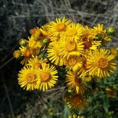 Pentanema spiraeifolium