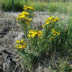 Pentanema spiraeifolium
