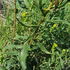 Pentanema spiraeifolium