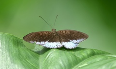 Tanaecia iapis puseda