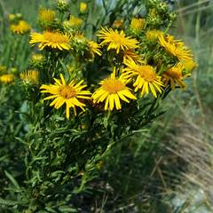 Pentanema spiraeifolium