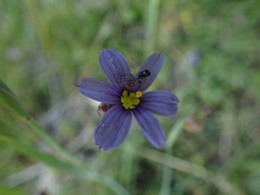 Sphegina