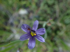 Sphegina
