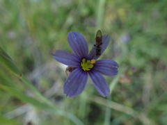 Sphegina
