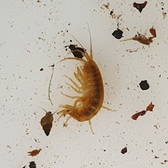 Gammarus pulex