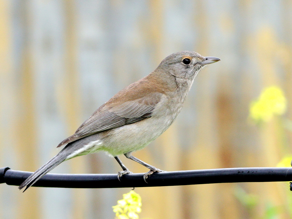 Shrikethrushes