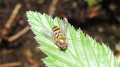 Epistrophe grossulariae