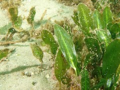 Halophila