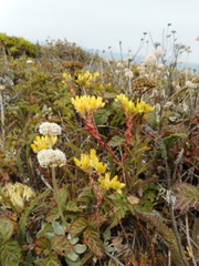 Dudleya farinosa