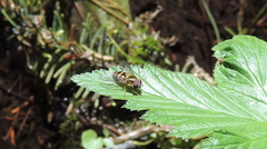 Epistrophe grossulariae