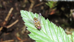 Epistrophe grossulariae