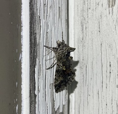 Syngrapha octoscripta