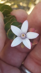 Philotheca buxifolia