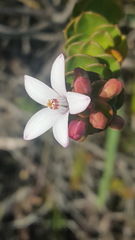 Philotheca buxifolia