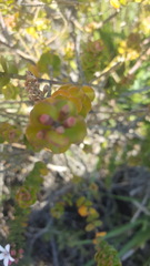 Philotheca buxifolia