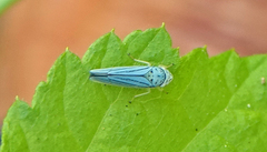 Graphocephala atropunctata