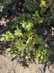 Tauschia arguta