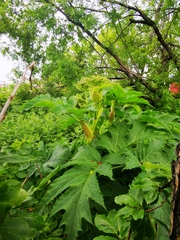 Heracleum maximum