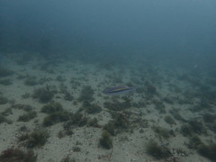 Pentapodus paradiseus