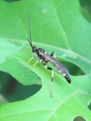 Ichneumon annulatorius