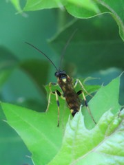 Ichneumon annulatorius