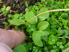 Alstroemeria psittacina