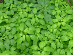 Alstroemeria psittacina