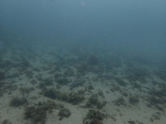 Pentapodus paradiseus