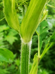 Heracleum maximum