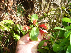 Alstroemeria psittacina