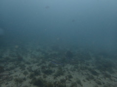 Pentapodus paradiseus