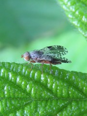 Tephritis pura