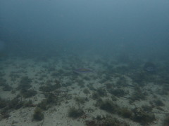 Pentapodus paradiseus