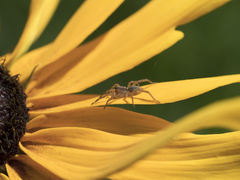 Trochosa ruricoloides