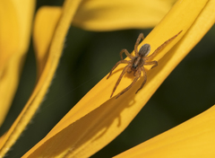 Trochosa ruricoloides
