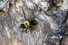 Laphria huron