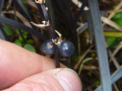 Ophiopogon planiscapus
