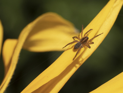 Trochosa ruricoloides