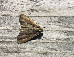 Apamea verbascoides