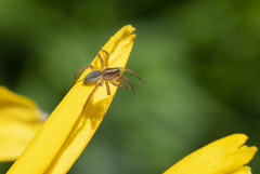 Trochosa ruricoloides