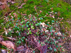 Spyridium thymifolium