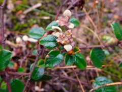Spyridium thymifolium