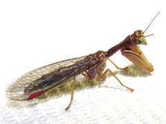 Campion tenuistrigus